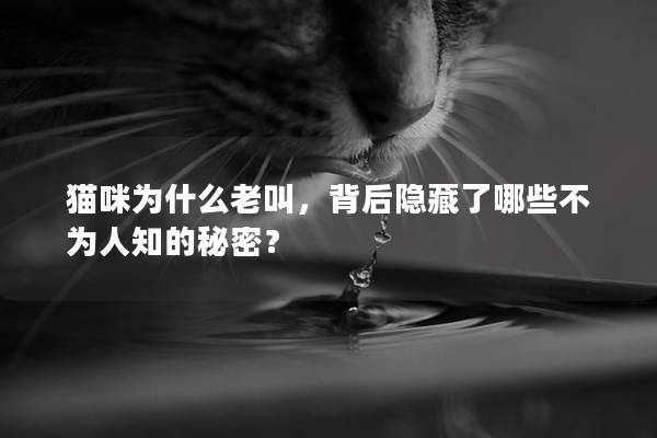 猫咪为什么老叫，背后隐藏了哪些不为人知的秘密？