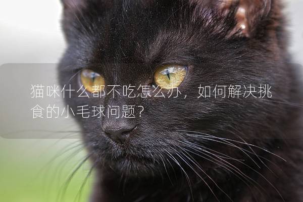 猫咪什么都不吃怎么办，如何解决挑食的小毛球问题？