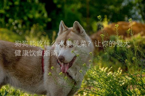 狗狗能吃什么水果蔬菜？让你的爱犬健康饮食指南