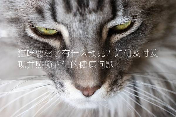 猫咪要死了有什么预兆？如何及时发现并照顾它们的健康问题