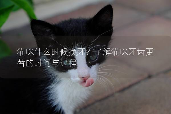 猫咪什么时候换牙？了解猫咪牙齿更替的时间与过程