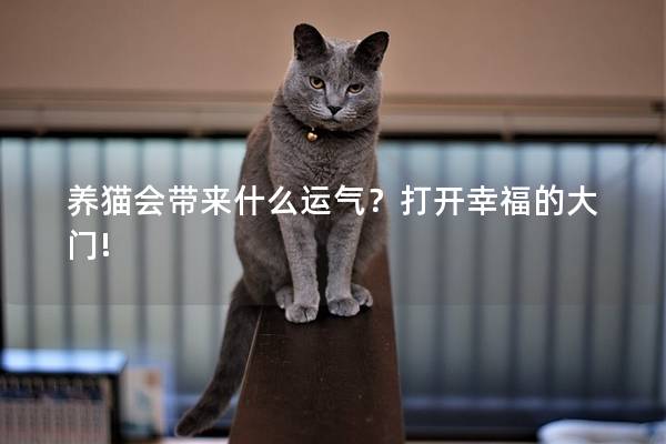 养猫会带来什么运气？打开幸福的大门!