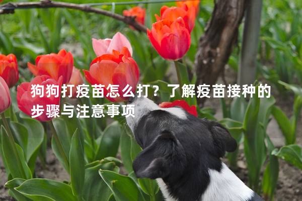 狗狗打疫苗怎么打？了解疫苗接种的步骤与注意事项