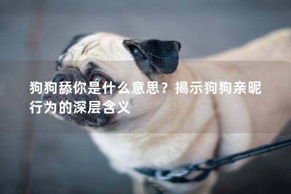 狗狗舔你是什么意思？揭示狗狗亲昵行为的深层含义