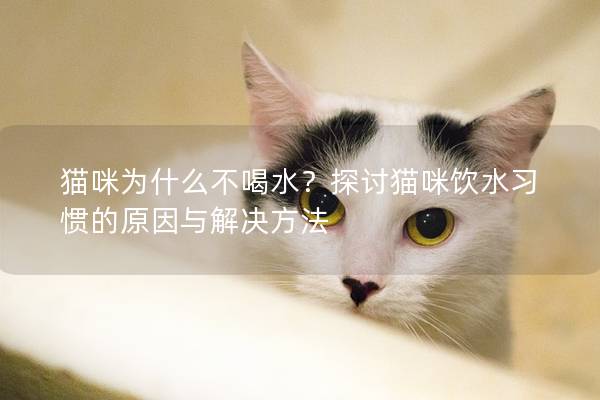 猫咪为什么不喝水？探讨猫咪饮水习惯的原因与解决方法