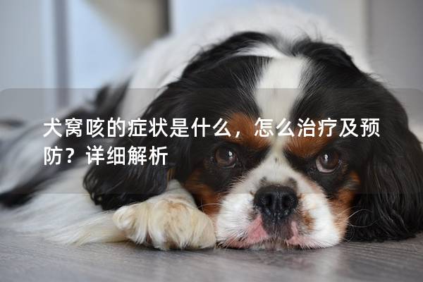 犬窝咳的症状是什么，怎么治疗及预防？详细解析