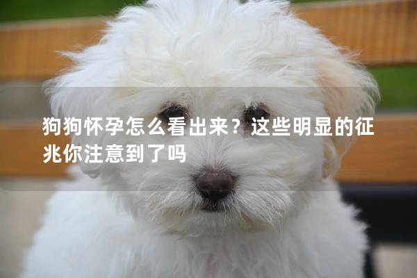 狗狗怀孕怎么看出来？这些明显的征兆你注意到了吗