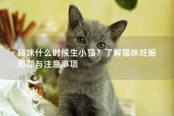 猫咪什么时候生小猫？了解猫咪妊娠周期与注意事项