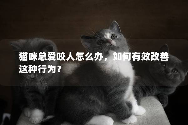 猫咪总爱咬人怎么办，如何有效改善这种行为？