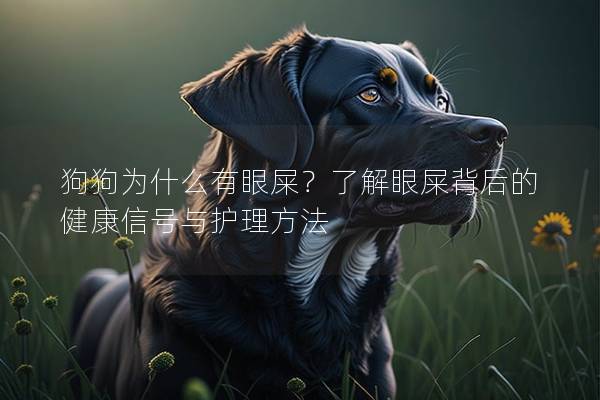 狗狗为什么有眼屎？了解眼屎背后的健康信号与护理方法