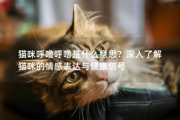 猫咪呼噜呼噜是什么意思？深入了解猫咪的情感表达与健康信号