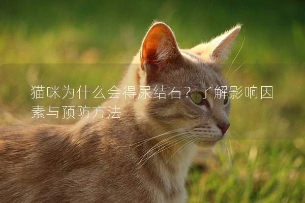 猫咪为什么会得尿结石？了解影响因素与预防方法