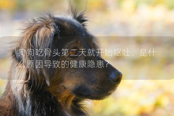 狗狗吃骨头第二天就开始呕吐，是什么原因导致的健康隐患？