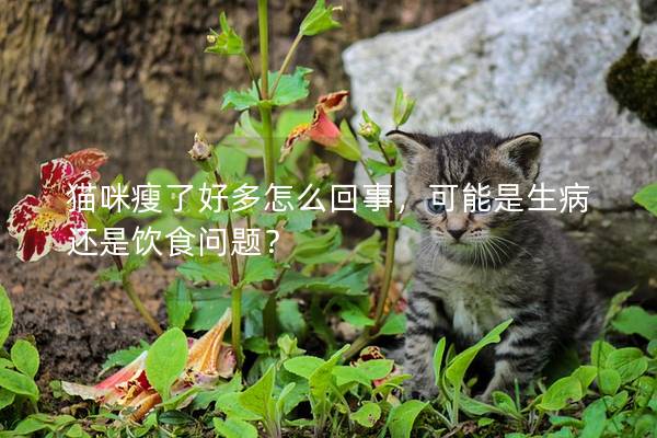 猫咪瘦了好多怎么回事，可能是生病还是饮食问题？