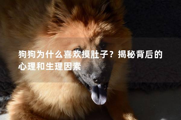 狗狗为什么喜欢摸肚子？揭秘背后的心理和生理因素