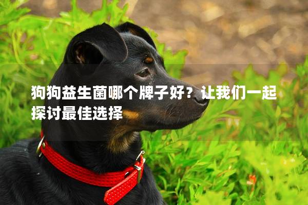 狗狗益生菌哪个牌子好？让我们一起探讨最佳选择