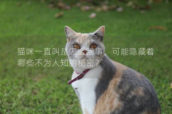 猫咪一直叫是怎么回事，可能隐藏着哪些不为人知的秘密？