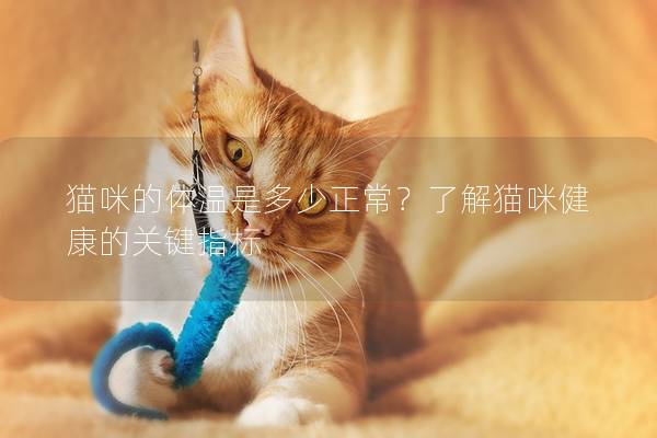 猫咪的体温是多少正常？了解猫咪健康的关键指标