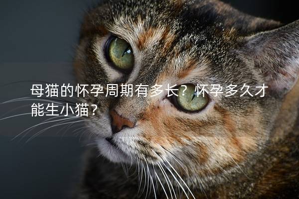 母猫的怀孕周期有多长？怀孕多久才能生小猫？