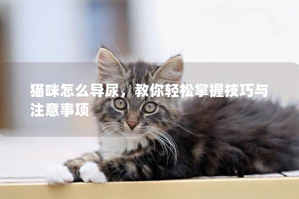 猫咪怎么导尿，教你轻松掌握技巧与注意事项