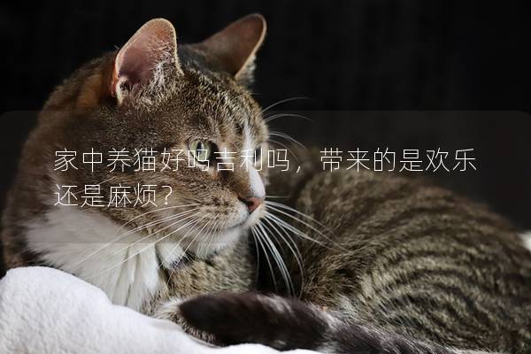 家中养猫好吗吉利吗，带来的是欢乐还是麻烦？