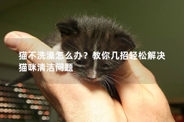 猫不洗澡怎么办？教你几招轻松解决猫咪清洁问题