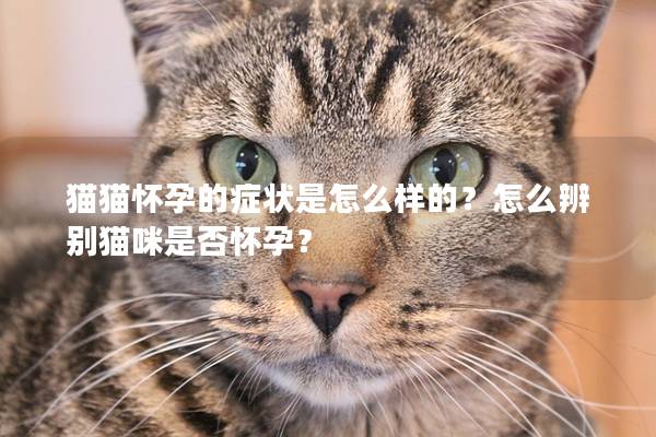 猫猫怀孕的症状是怎么样的？怎么辨别猫咪是否怀孕？