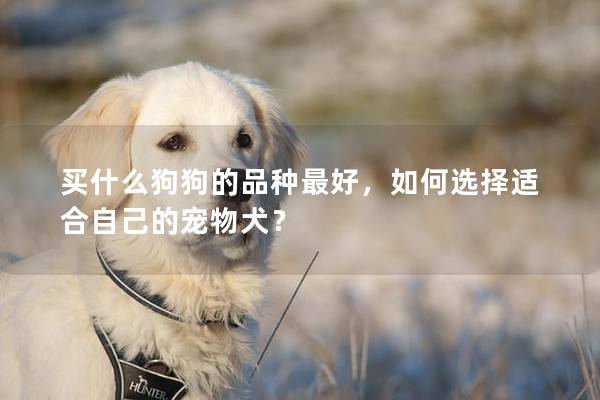 买什么狗狗的品种最好，如何选择适合自己的宠物犬？