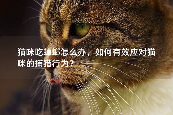 猫咪吃蟑螂怎么办，如何有效应对猫咪的捕猎行为？