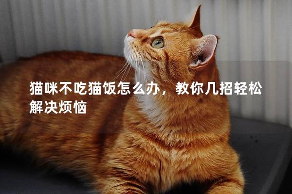 猫咪不吃猫饭怎么办，教你几招轻松解决烦恼