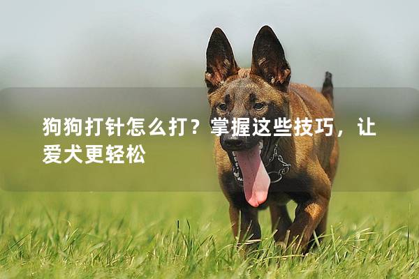 狗狗打针怎么打？掌握这些技巧，让爱犬更轻松