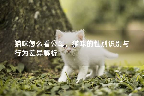 猫咪怎么看公母，猫咪的性别识别与行为差异解析