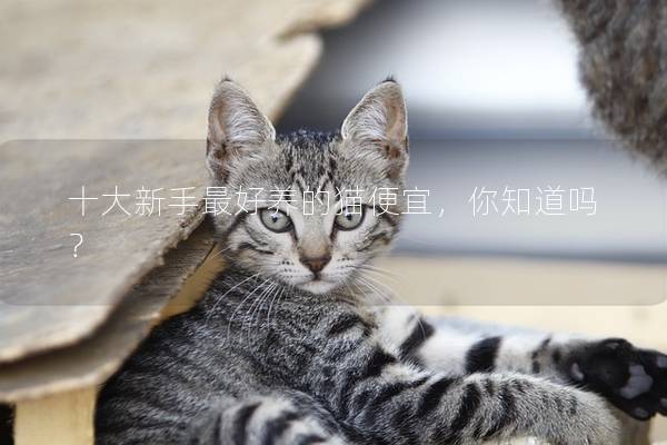 十大新手最好养的猫便宜，你知道吗？