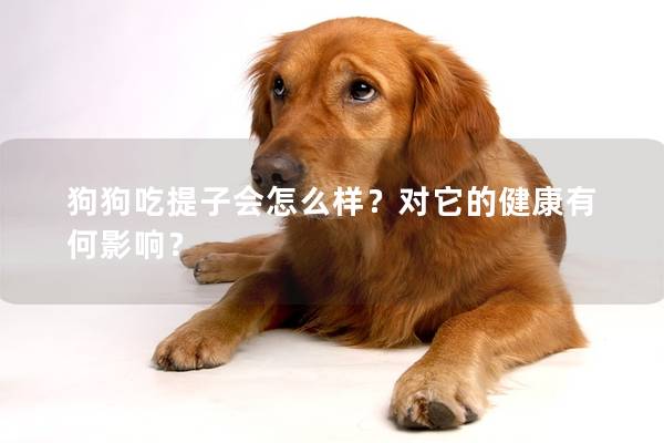 狗狗吃提子会怎么样？对它的健康有何影响？