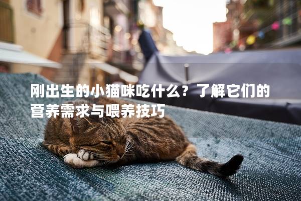 刚出生的小猫咪吃什么？了解它们的营养需求与喂养技巧