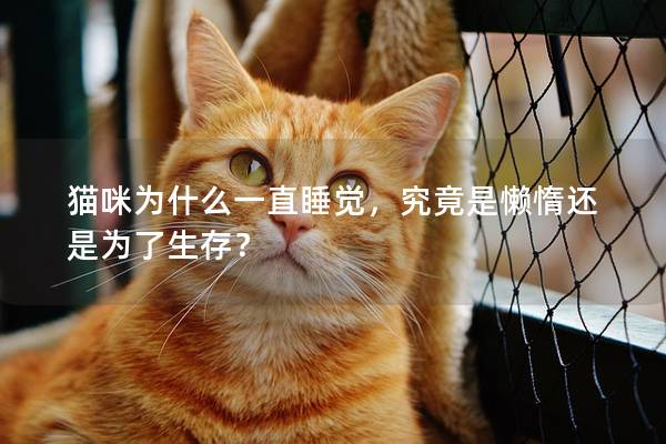 猫咪为什么一直睡觉，究竟是懒惰还是为了生存？