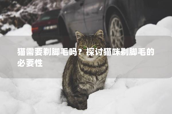 猫需要剃脚毛吗？探讨猫咪剃脚毛的必要性