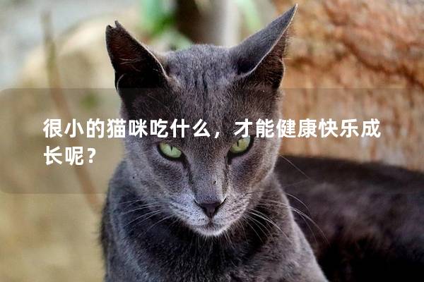 很小的猫咪吃什么，才能健康快乐成长呢？