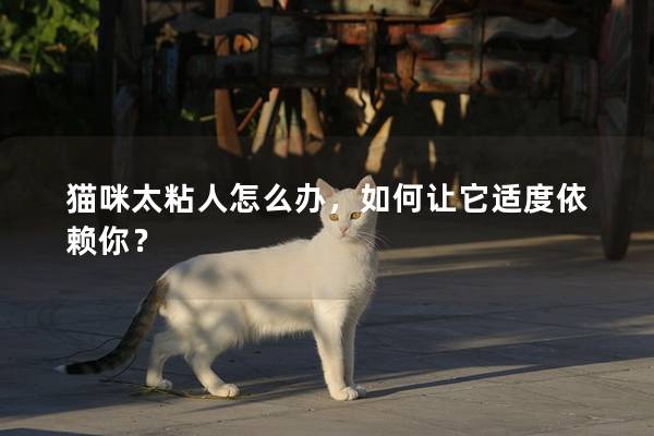 猫咪太粘人怎么办，如何让它适度依赖你？