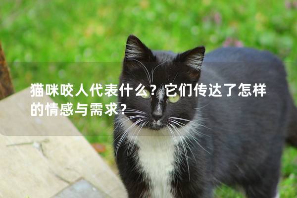 猫咪咬人代表什么？它们传达了怎样的情感与需求？