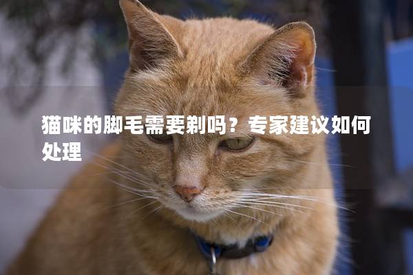 猫咪的脚毛需要剃吗？专家建议如何处理