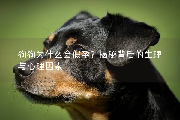 狗狗为什么会假孕？揭秘背后的生理与心理因素