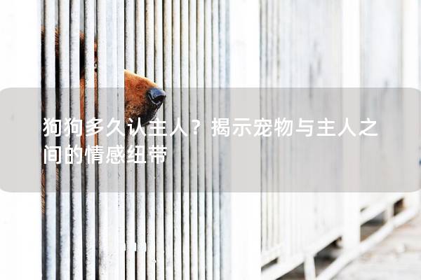 狗狗多久认主人？揭示宠物与主人之间的情感纽带