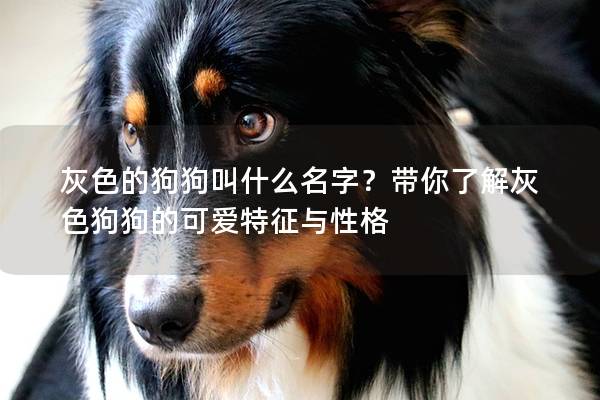 灰色的狗狗叫什么名字？带你了解灰色狗狗的可爱特征与性格