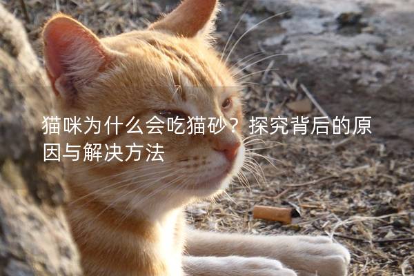 猫咪为什么会吃猫砂？探究背后的原因与解决方法