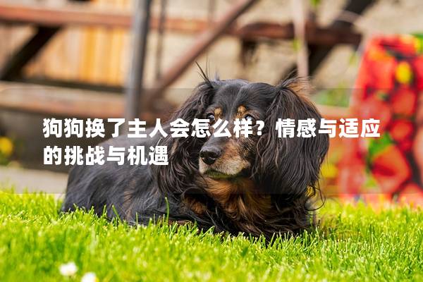 狗狗换了主人会怎么样？情感与适应的挑战与机遇