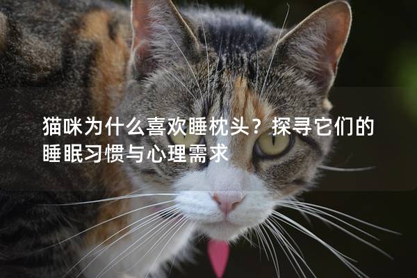 猫咪为什么喜欢睡枕头？探寻它们的睡眠习惯与心理需求