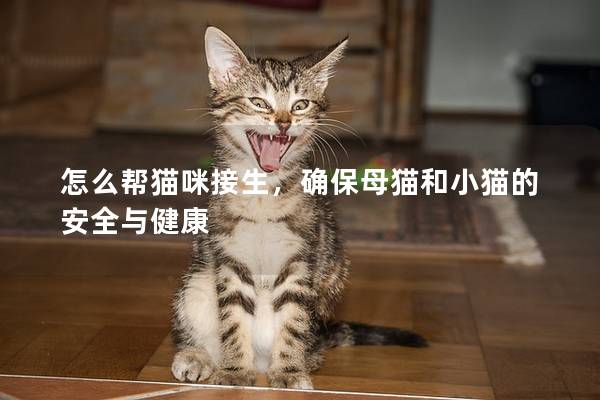 怎么帮猫咪接生，确保母猫和小猫的安全与健康