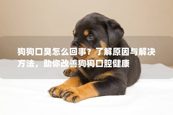 狗狗口臭怎么回事？了解原因与解决方法，助你改善狗狗口腔健康