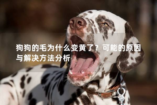 狗狗的毛为什么变黄了？可能的原因与解决方法分析